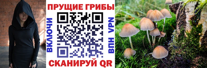 Купить закладки  Черемхово  Галлюциногенные грибы Psilocybine cubensis 